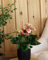 نبتة الانتريوم بزهور وردية حوض سيراميك باللون الأسود